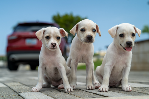 Ford Puerto Rico promueve el albergue temporero de perros abandonados en alianza con El Foster Club