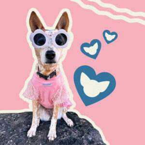 Toy Doggie invita a celebrar el amor con su nueva propuesta para San Valentín “Furever your Furiend”