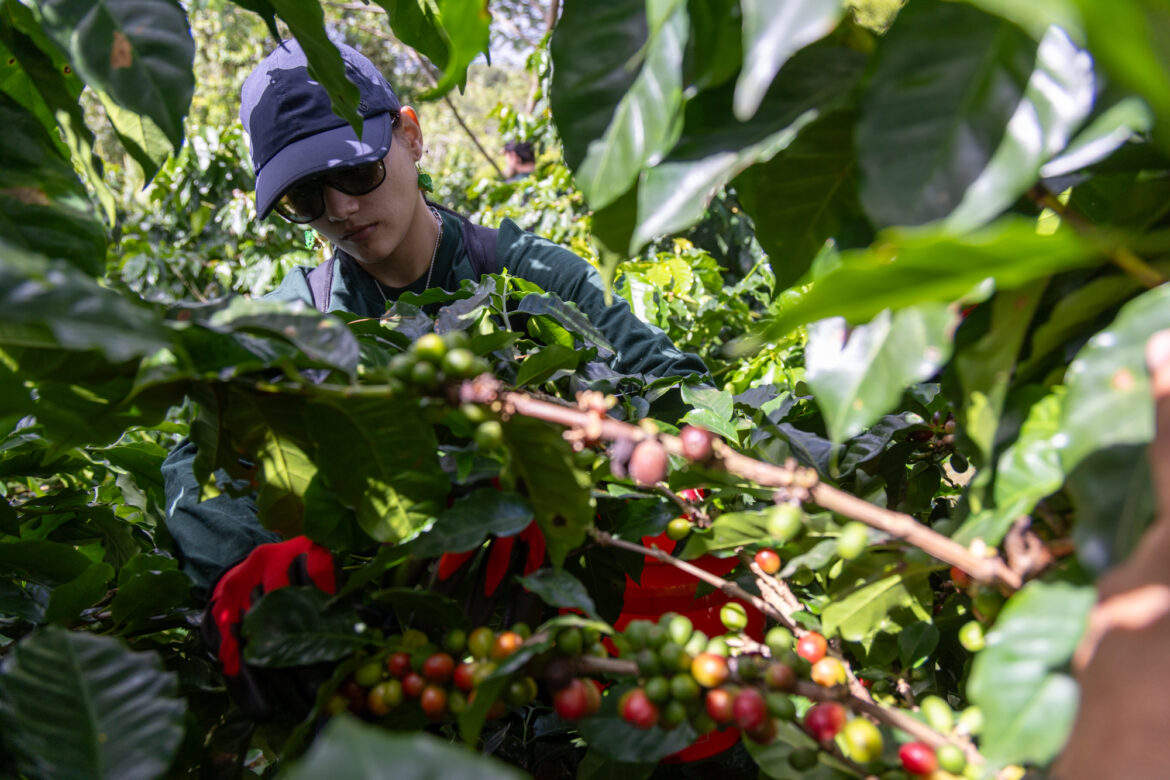 Starbucks Celebra 19ª Edición de la Iniciativa “No Lo Dejes Caer” en Apoyo a Caficultores Locales