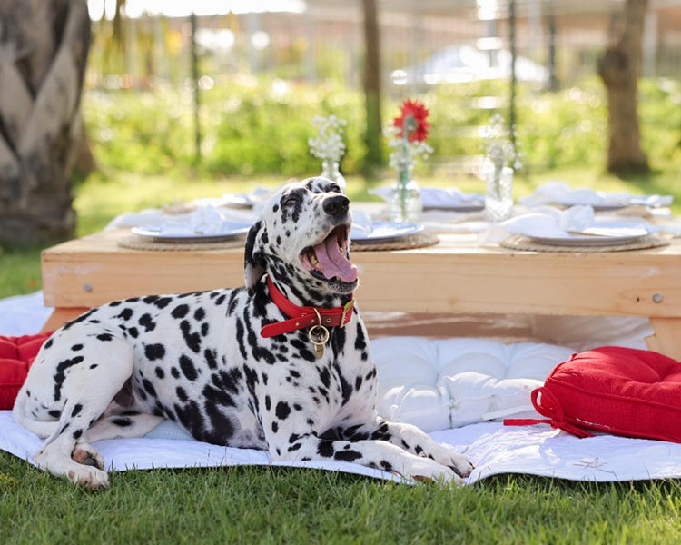 Puerto Rico celebra con un picnic chic el National Dog Day