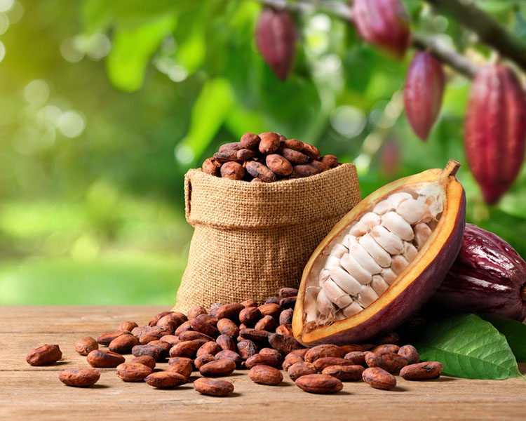 Chocolate Cortés celebra el Día Mundial del Cacao