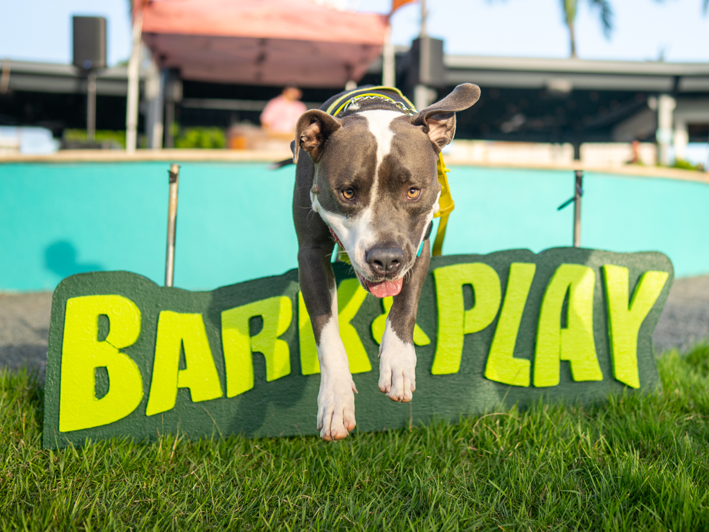 Regresa “Bark & ​​Play” para celebrar el Día Nacional del Perro