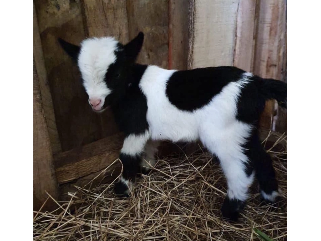 Cataño se prepara para dos días de fiesta caprina